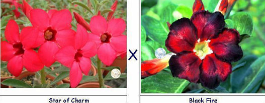 (image for) Adenium Seeds Star of Charm X Black Fire (5 Per Pack)